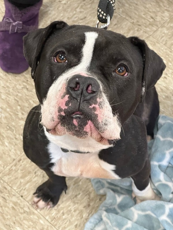 View Trinity the Dog Photo #2